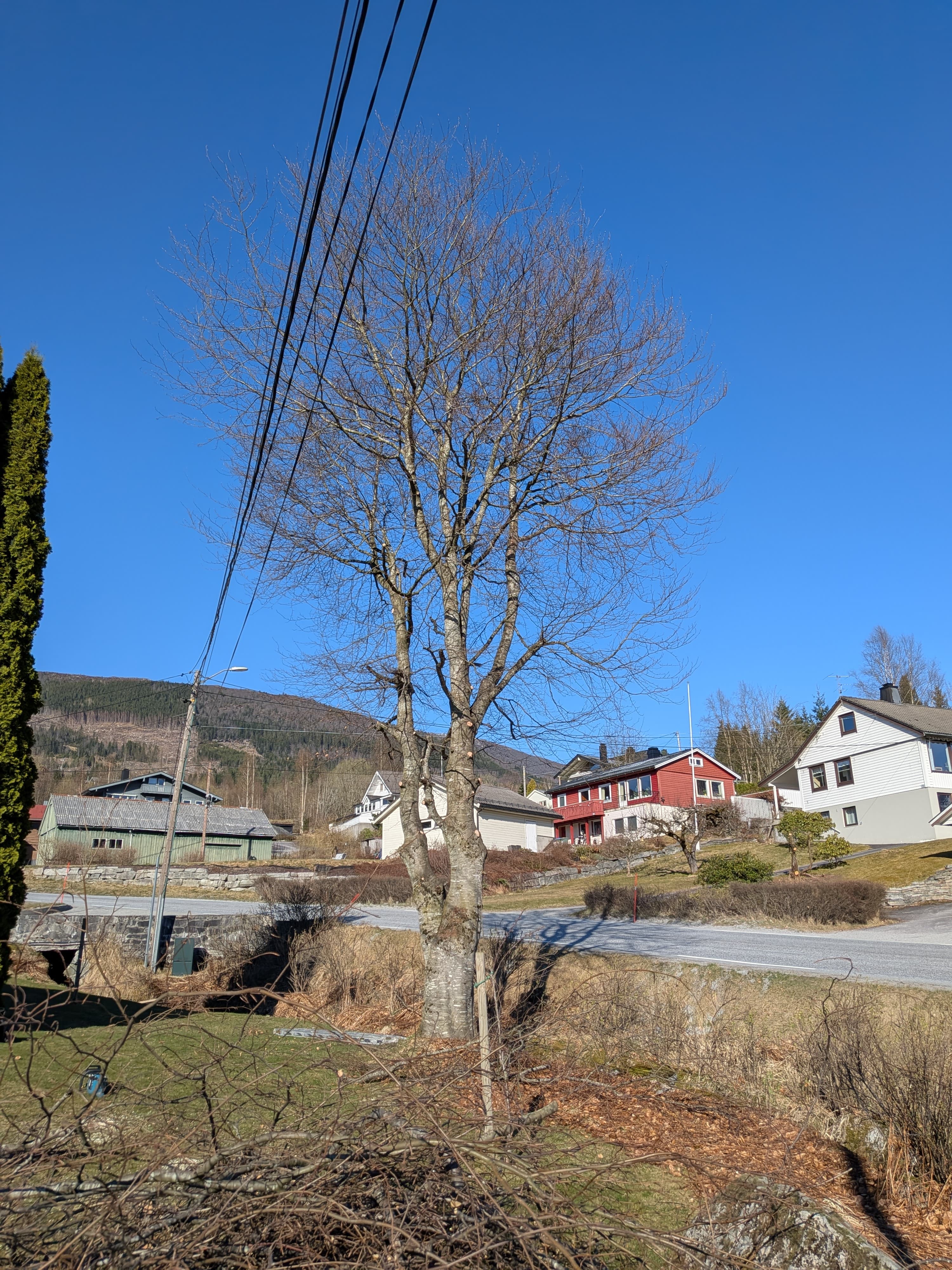 Stort tre før felling