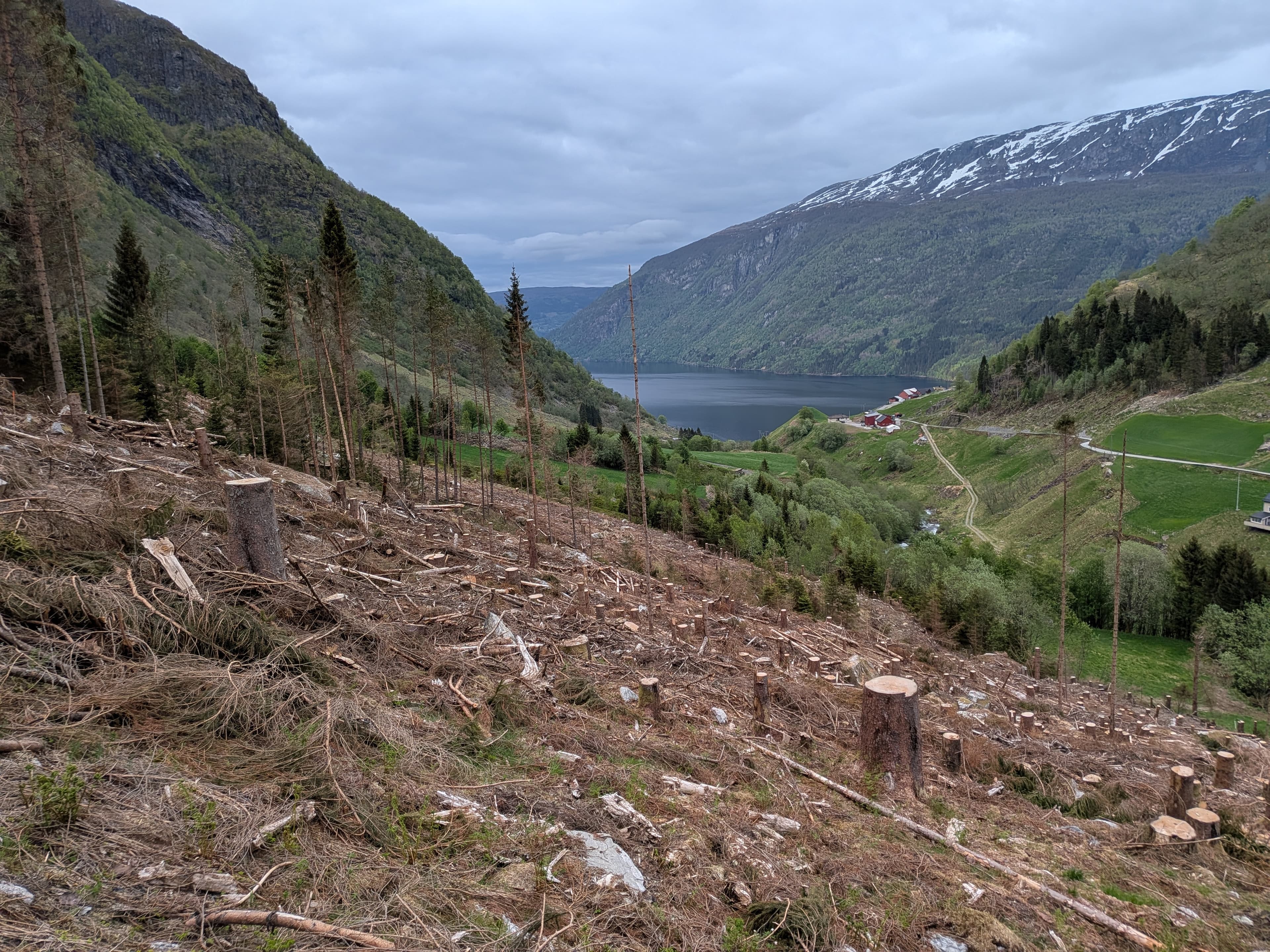 Området ryddet etter felling, med utsikt mot fjorden