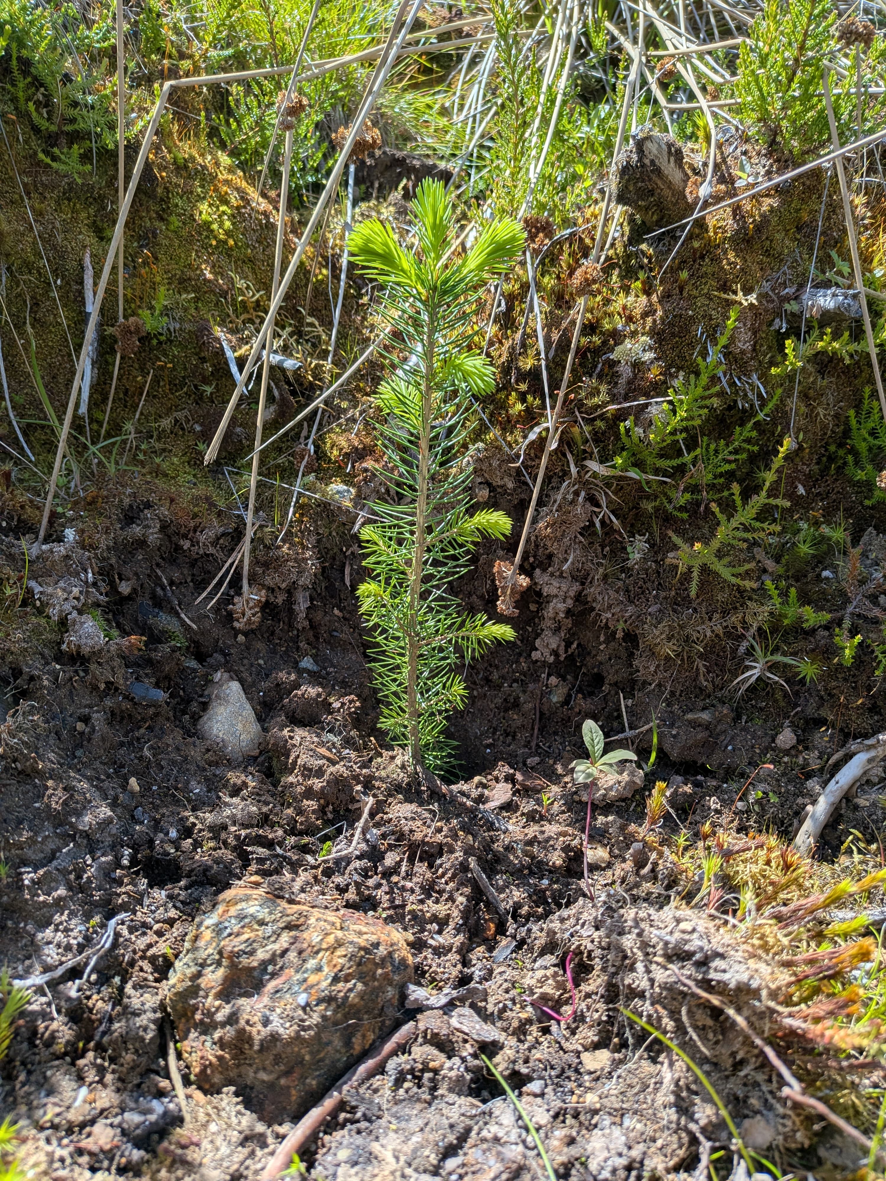 Skogplanting