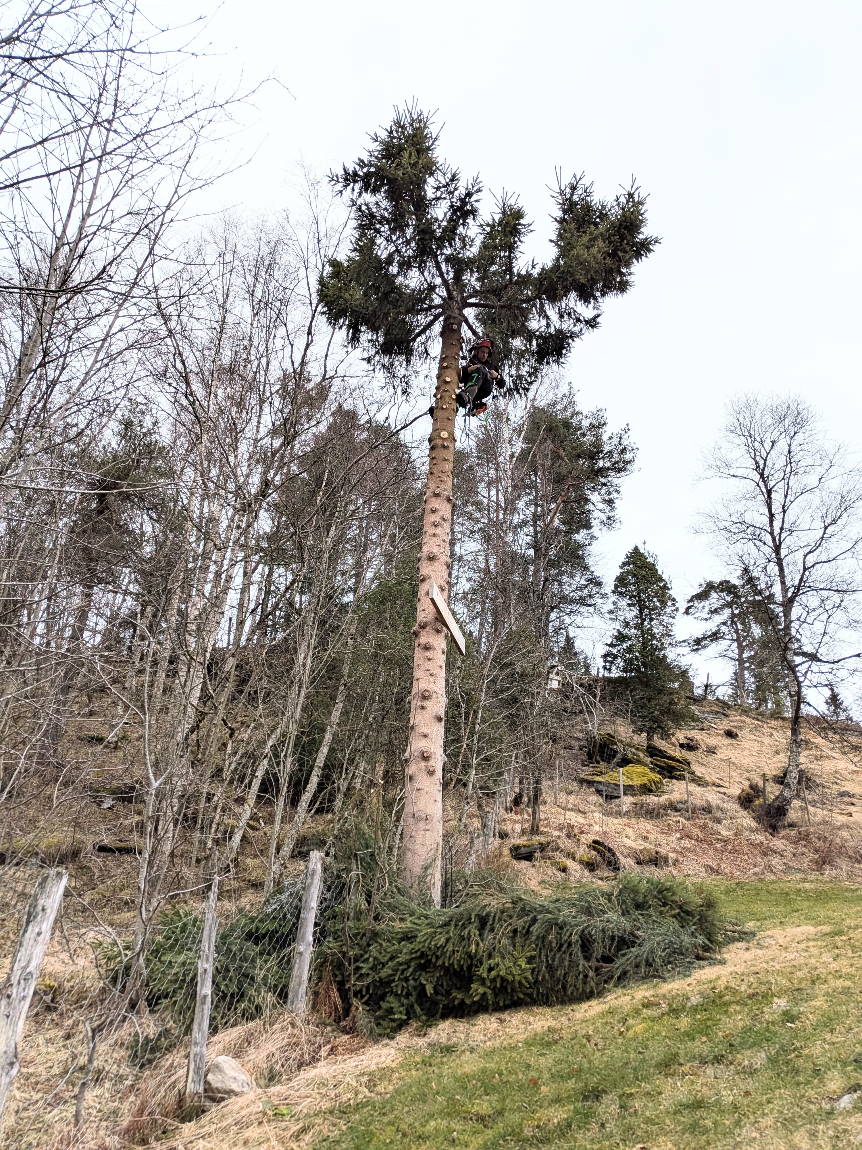 Trefelling av stort tre