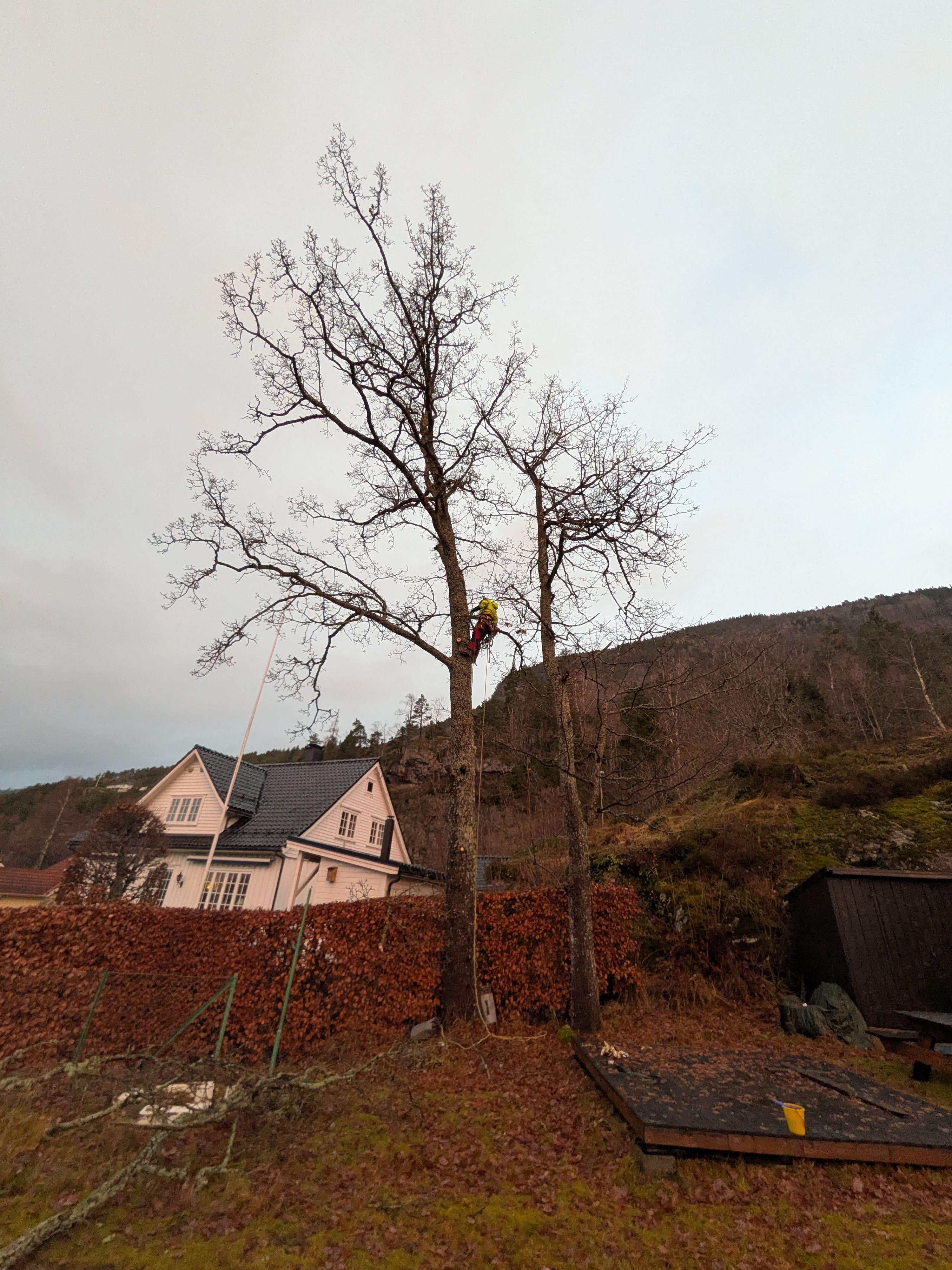 Trefelling i bratt terreng
